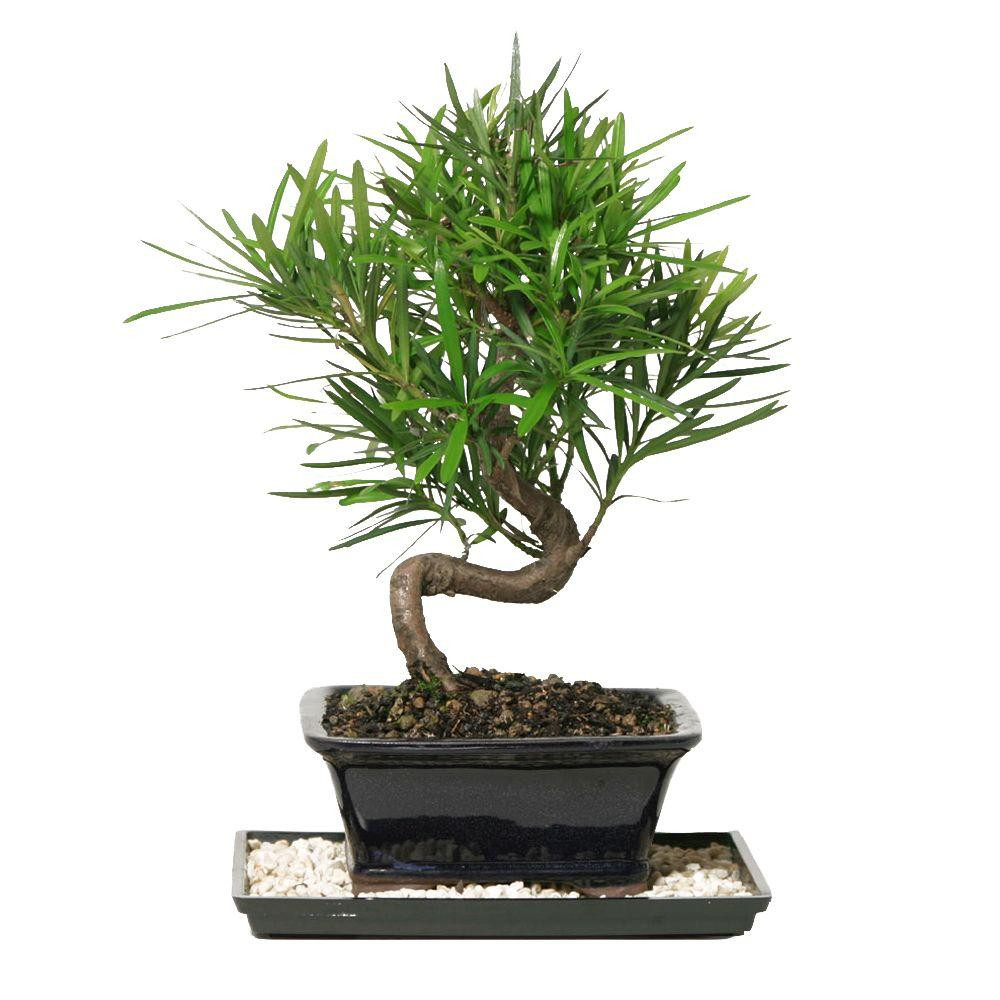 17 Stylish Vase Shaped Evergreen Shrubs 2024 free download vase shaped evergreen shrubs of trees bushes at the home depot within podocarpus micro phyllus bonsai