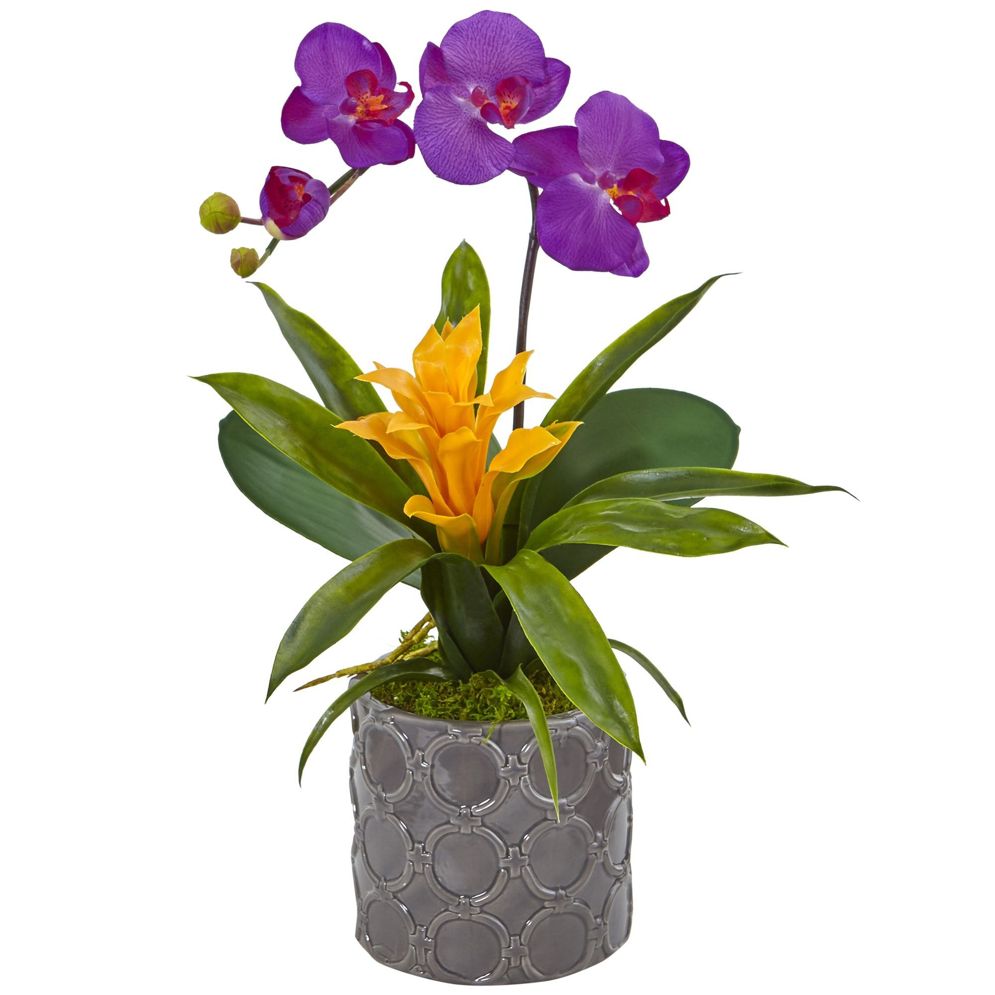 29 Stunning Vase with orchids 2024 free download vase with orchids of moth orchid flower nature desktop images inspirational joy orchids within moth orchid flower nature desktop images beautiful 17 h mini phalaenopsis orchid and bromeliad 