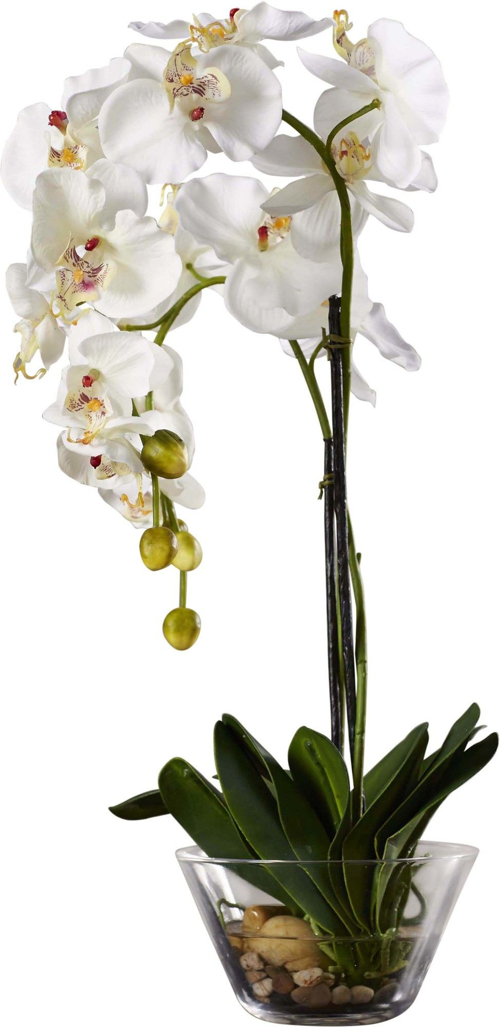 29 Stunning Vase with orchids 2024 free download vase with orchids of phalaenopsis silk white orchid in glass vase products with c80d9504c9d3bc9601a96074bfb59fb8