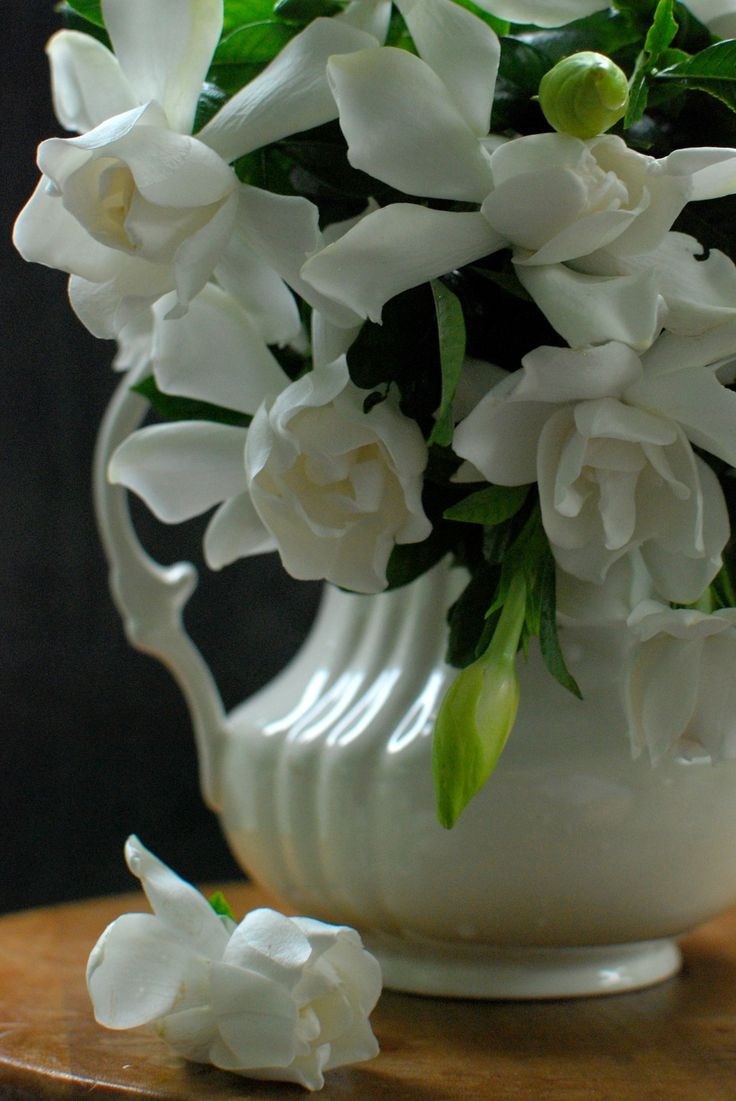 16 Unique Versace Flower Vase 2024 free download versace flower vase of 375 best centerpieces images on pinterest floral arrangements within floral arrangement white gardenias in white pitcher or creamer