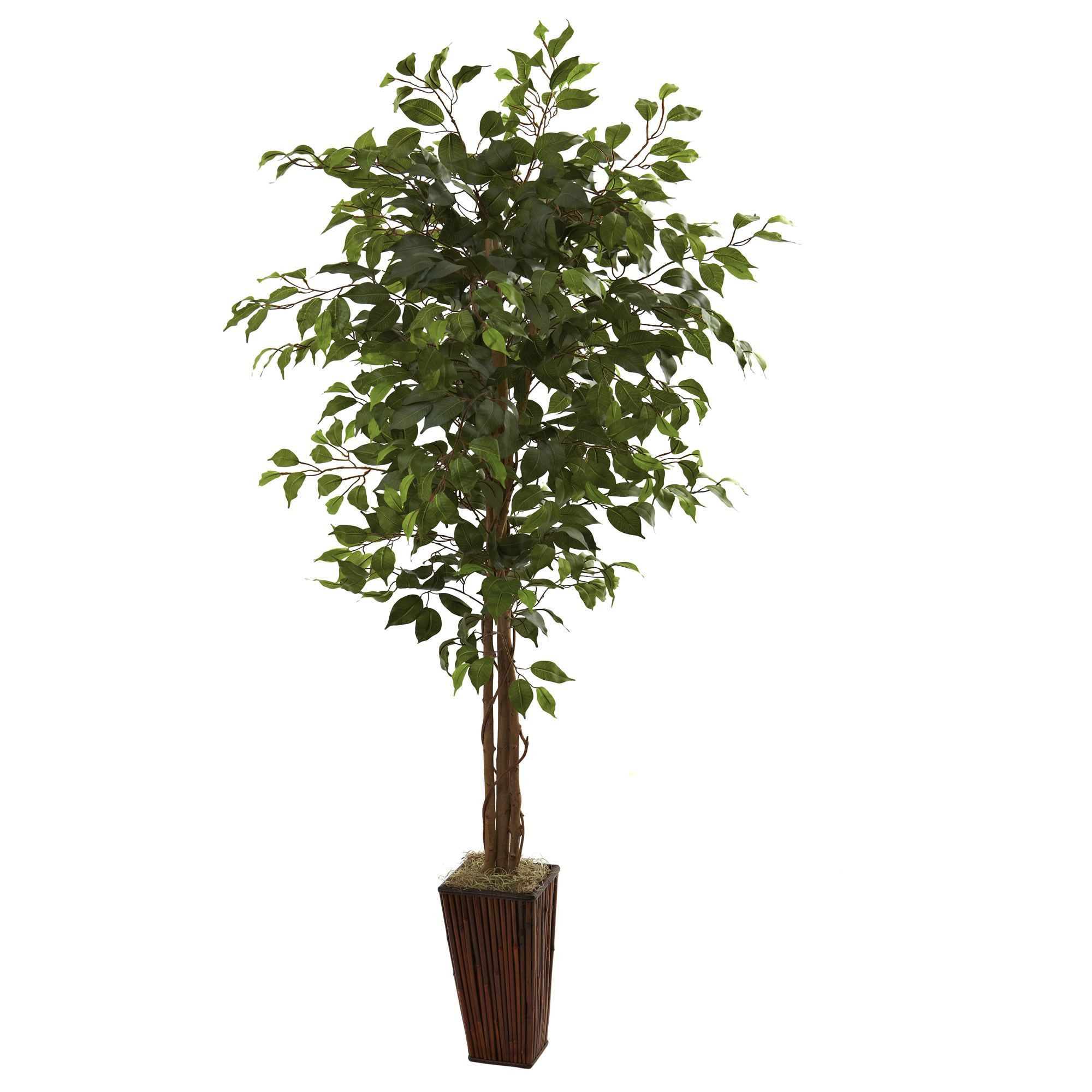 30 Lovable Walmart Vases and Bowls 2024 free download walmart vases and bowls of ficus tree in decorative vase products pinterest ficus tree in ficus tree in decorative vase