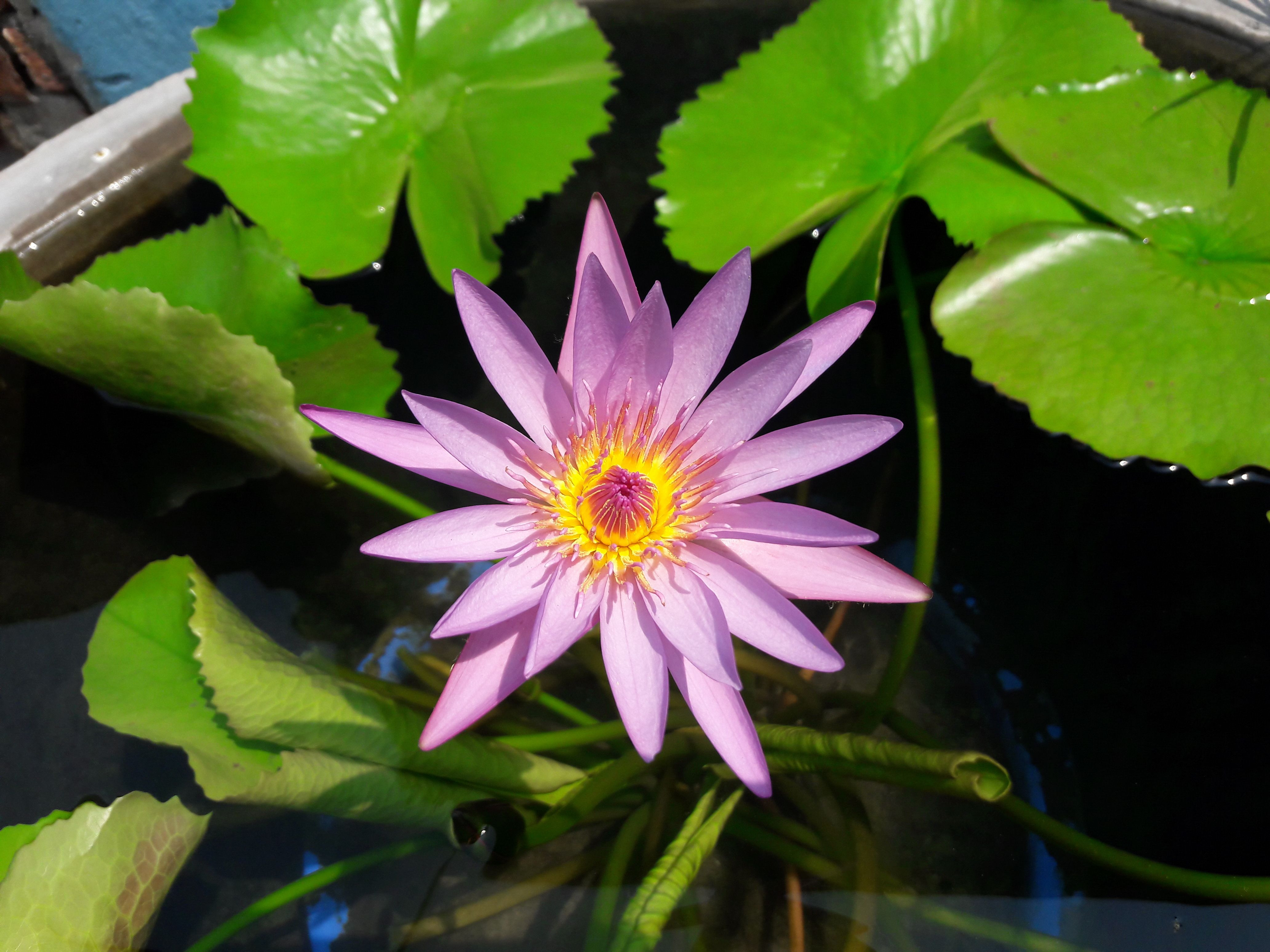 15 Recommended Water Lily Vase 2024 free download water lily vase of pink capenses tropical day bloomer waterlily plants available with tropical day bloomer waterlily plants available for sell