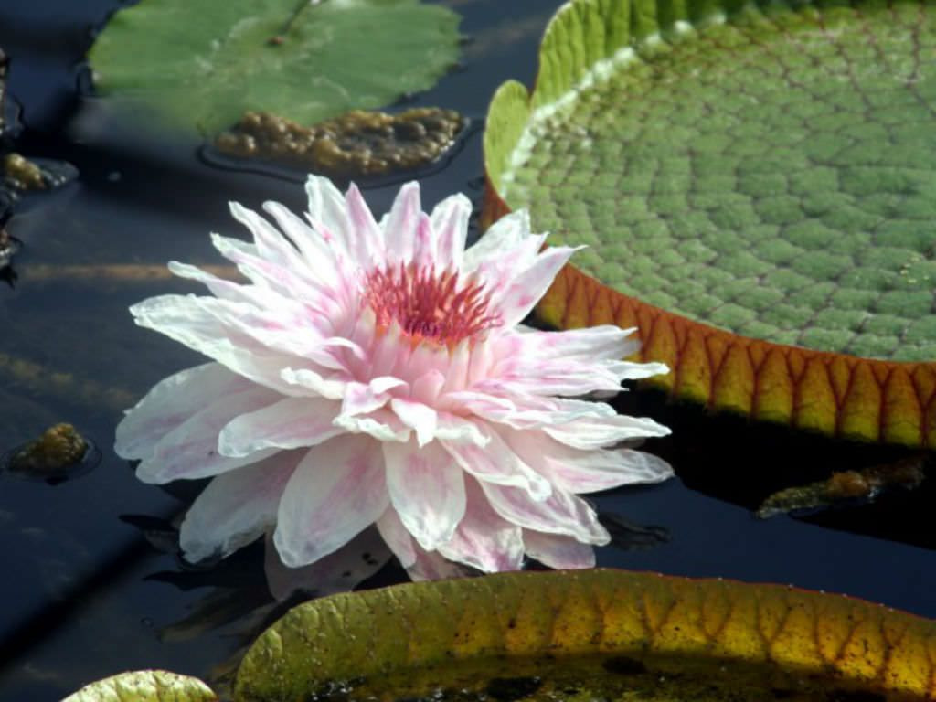 15 Recommended Water Lily Vase 2024 free download water lily vase of victoria cruziana santa cruz water lily lotus nymphaea with victoria cruziana santa cruz water lily is a giant water lily with massive floating mid green lily pads that ca