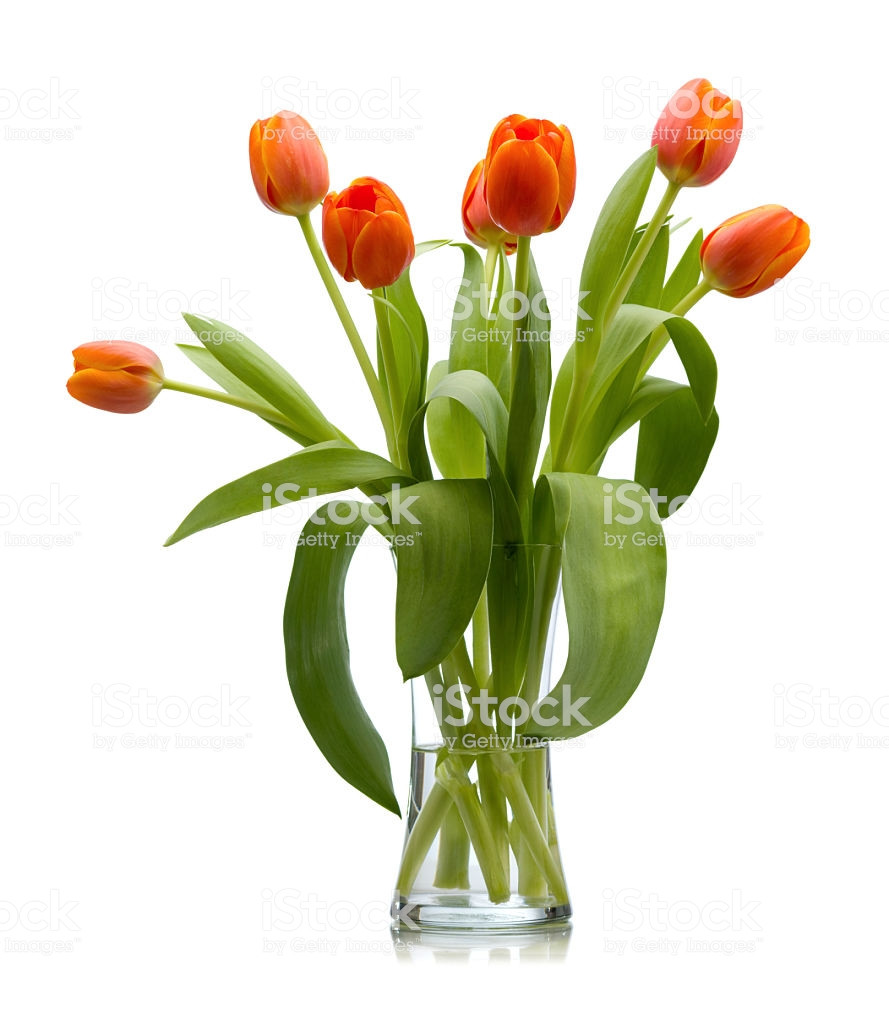 27 Fashionable White Frosted Glass Vase 2024 free download white frosted glass vase of seven red orange fresh cut tulips in glass vase isolated stock photo throughout seven red orange fresh cut tulips in glass vase isolated royalty free stock photo