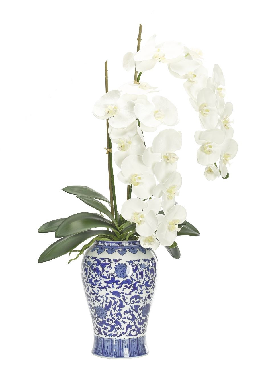 14 Popular White orchids In Glass Vase 2024 free download white orchids in glass vase of orchid wf559 orchid phalaenopsis white blue and white porcelain for orchid wf559 orchid phalaenopsis white blue and white porcelain vase preorder for september