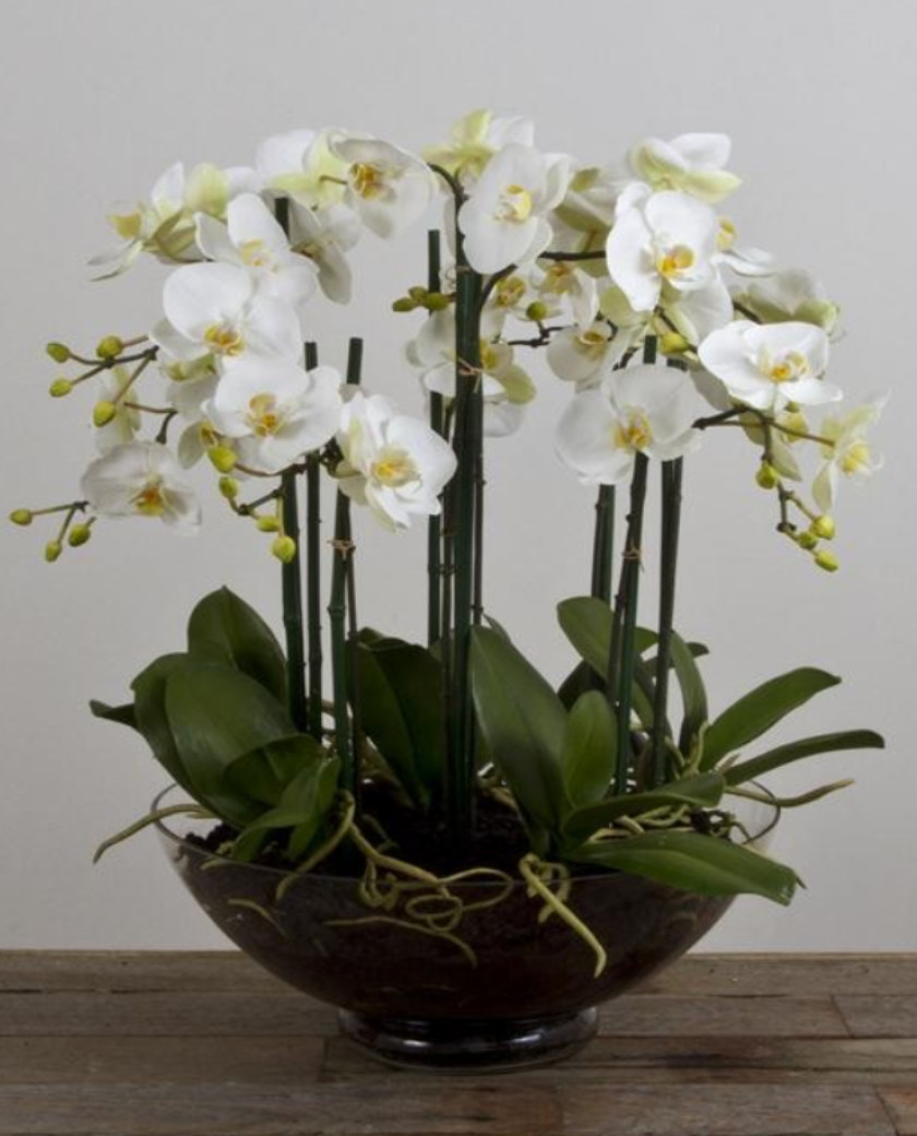 14 Popular White orchids In Glass Vase 2024 free download white orchids in glass vase of phalaenopsis orchid in large glass vase allissias attic vintage regarding phalaenopsis orchid in large glass vase allissias attic vintage french style