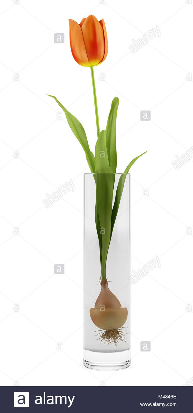 14 Popular White orchids In Glass Vase 2024 free download white orchids in glass vase of single red glass vase isolated stock photos single red glass vase in tulip in glass vase isolated on white background stock image