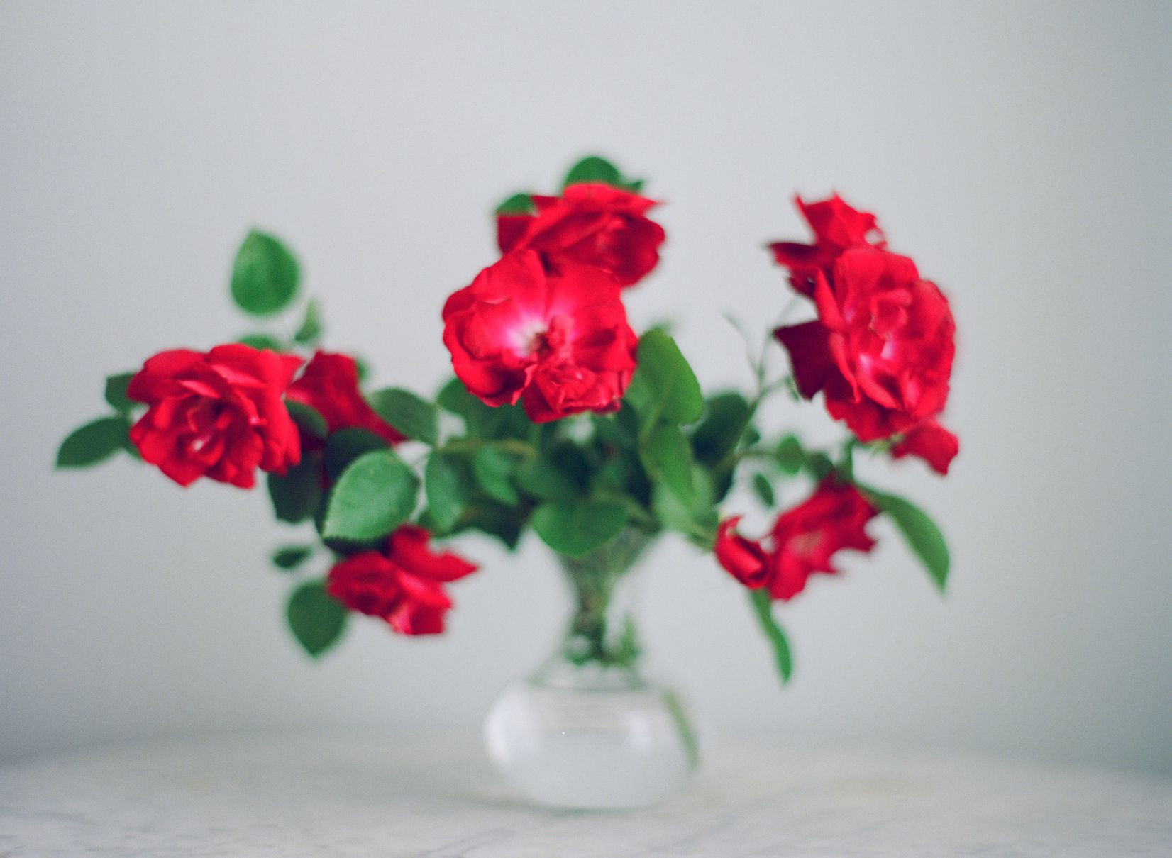 25 Unique White Roses In Glass Vase 2024 free download white roses in glass vase of how to prevent rose necks from bending for stocksy txpeecf5b89qfq100 medium 275871 5a83325fae9ab80036310a24