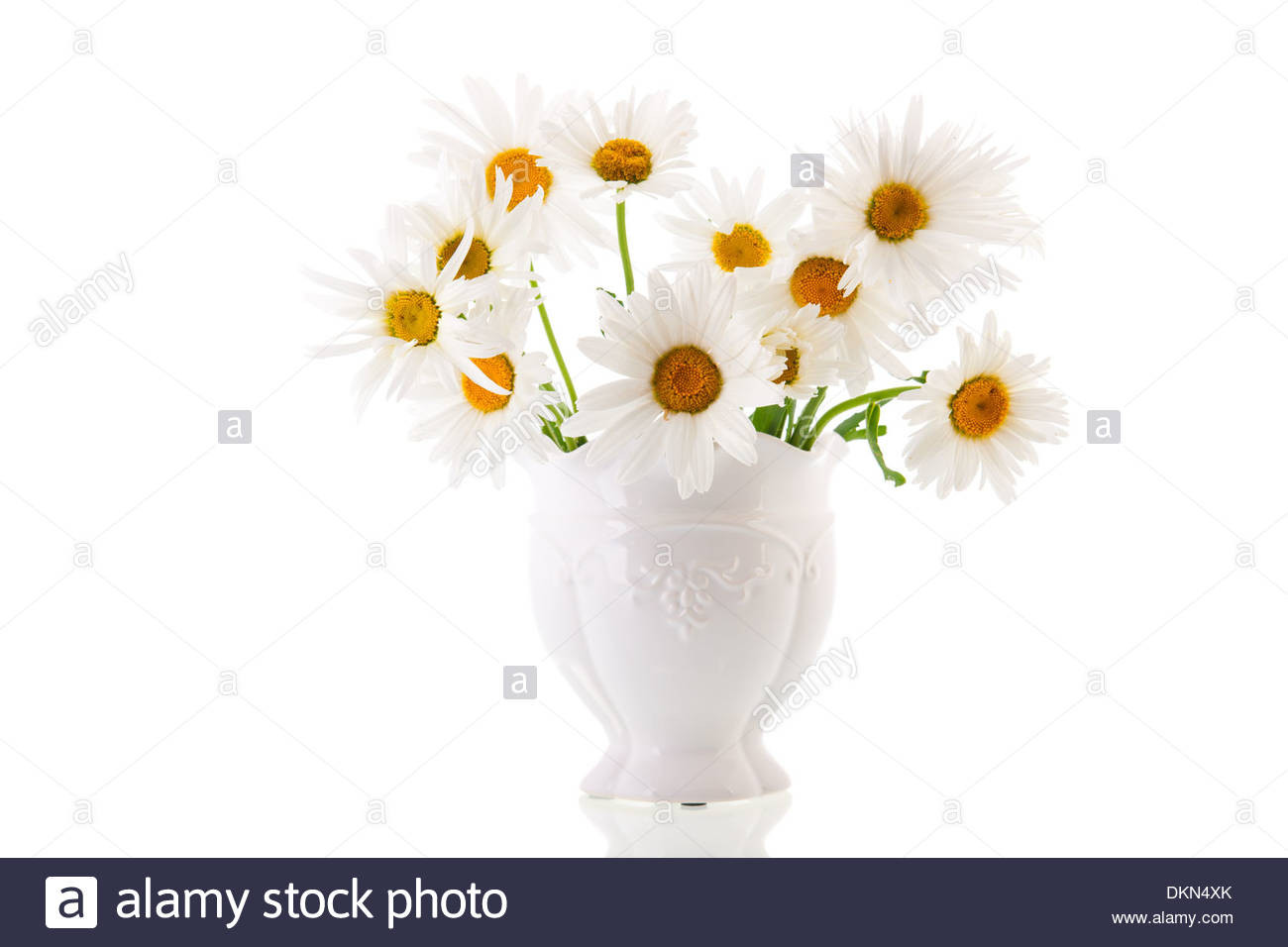 17 Trendy White Watering Can Vase 2024 free download white watering can vase of white daisies isolated in vase stock photos white daisies isolated in white daisies isolated in vase stock image